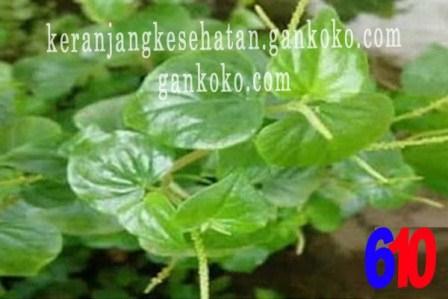 https://keranjangkesehatan.gankoko.com/2021/01/terbukti-nyata-manfaat-tumbuhan-suruhan.html