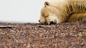 sleeping polar bear, funny animal pictures, animal pics