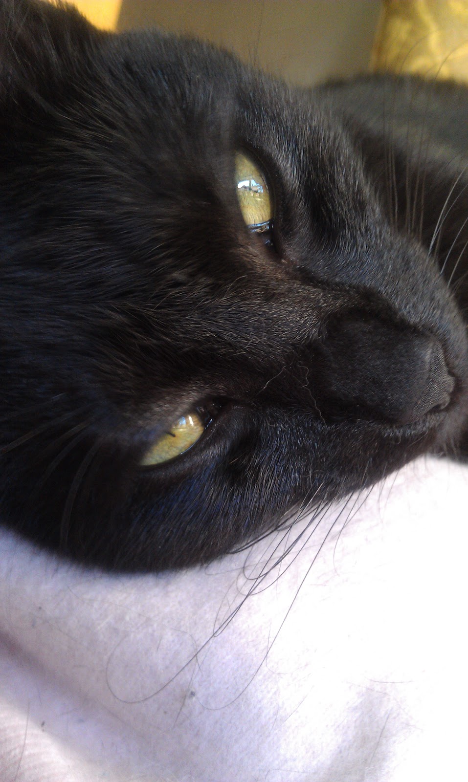 panter