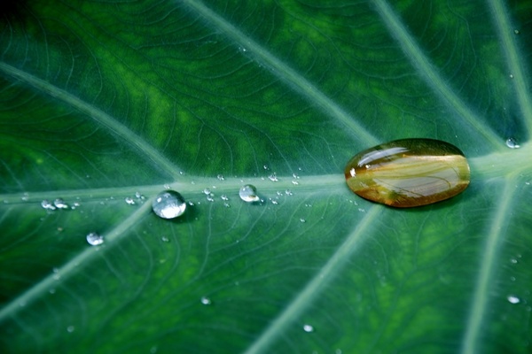 Image Of Water Drops On Leaf