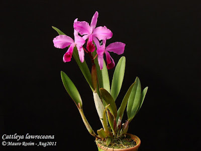 Cattleya lawrenceana care and culture