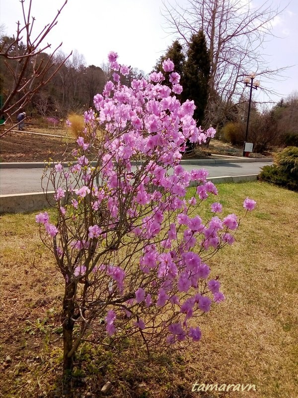 Рододендрон остроконечный (Rhododendron mucronulatum)