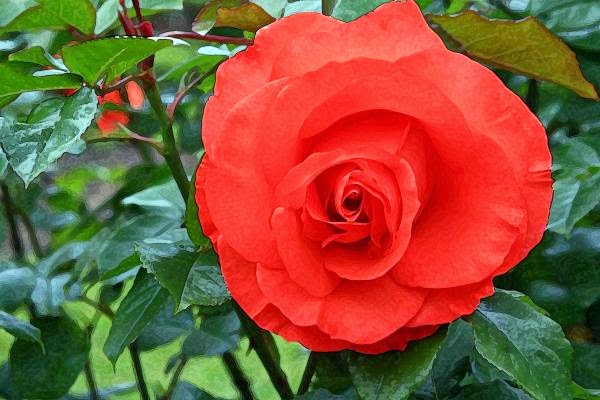  Arti Bunga Mawar  Berdasarkan Warna dan Kuntum Bunga  