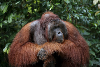 Fire Engulfs Orangutan Conservation Site in East Kalimantan