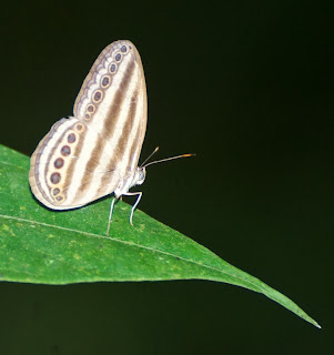 Striped Ringlet (Ragadia makuta)