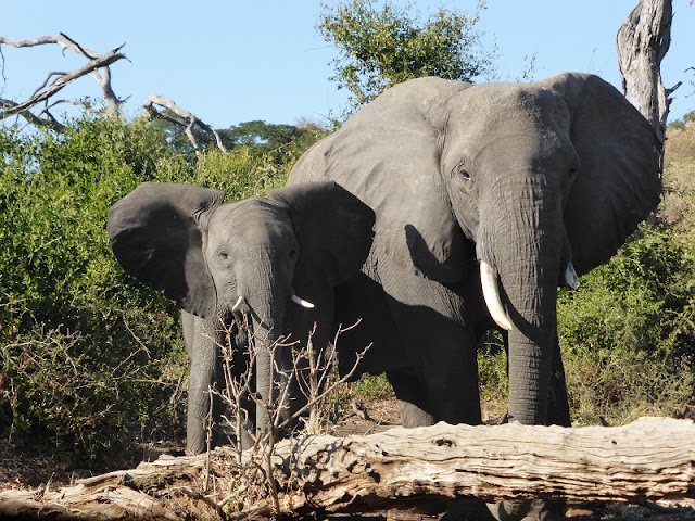 Elefante macho y cría