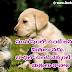 Choose your Best Friend Quotations in Telugu 