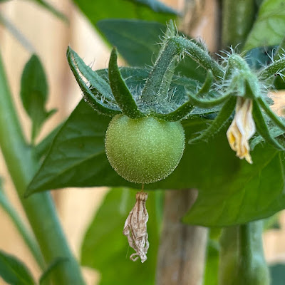 Tomato plant - 'Matina'