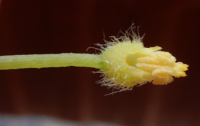 小黃瓜的雄蕊