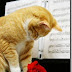 Imágenes y gifs de gatos tocando el piano