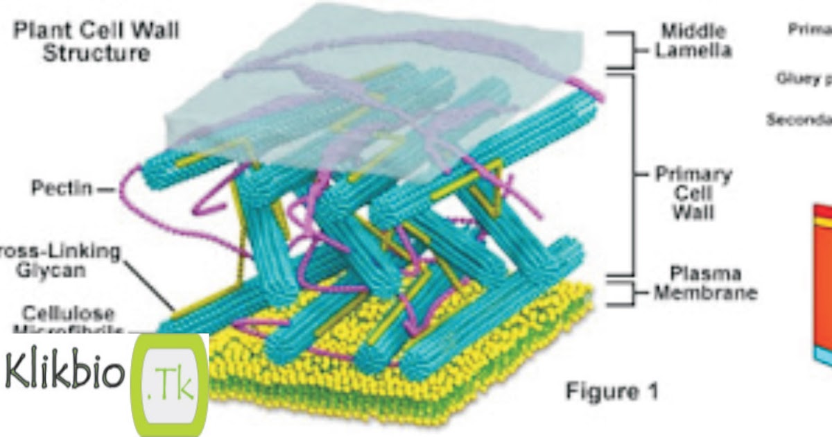 What the cell, Characteristics cell wall, plasmodesmata ...