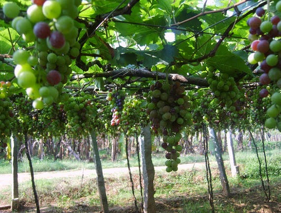 Kebun Anggur Di Napal Valley