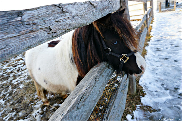 Animales en la Tendercrop Farm, Newbury