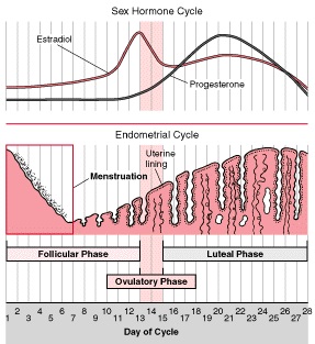 Image: Tips on Getting Pregnant: a Day to Day Guide to your Cycle and Ovulation