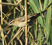 Carricerín común. (Acrocephalus schoenobaenus).