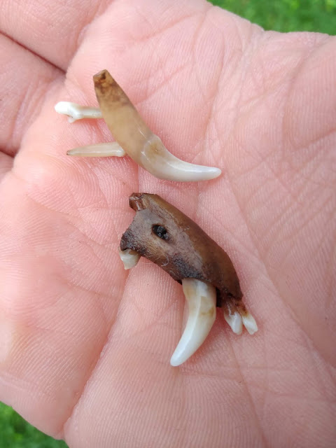 Bones and teeth in the palm of my hand. 