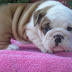 Bulldog Cachorros, parte 1