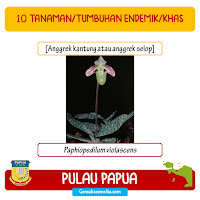 tanaman atau tumbuhan endemik khas papua anggrek kantung anggrek selop