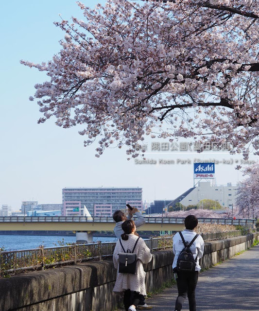 隅田公園（墨田区側）の桜