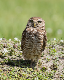 Burrowing Owl - Brian Piccolo Sports Park, Florida