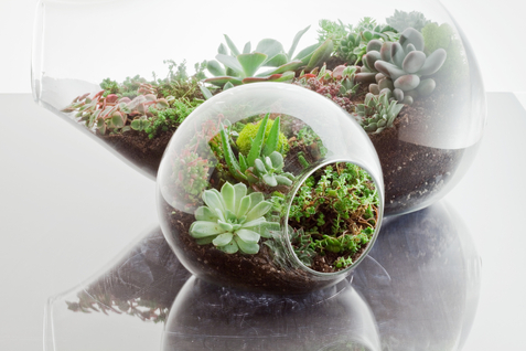 Moss Terrarium