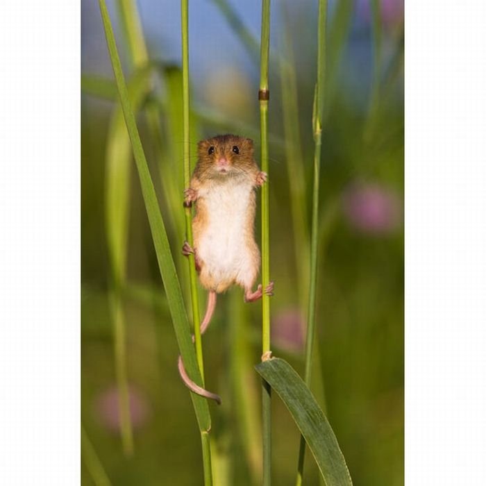 harvest-mice (17)