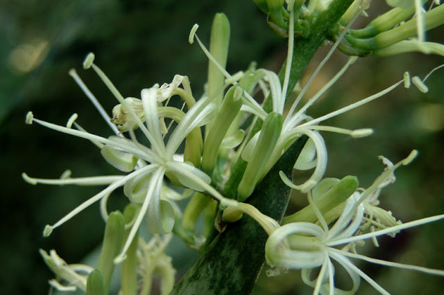 Essas plantas são conhecidas popularmente também como língua-de-sogra, rabo-de-lagarto e sanseviéria.