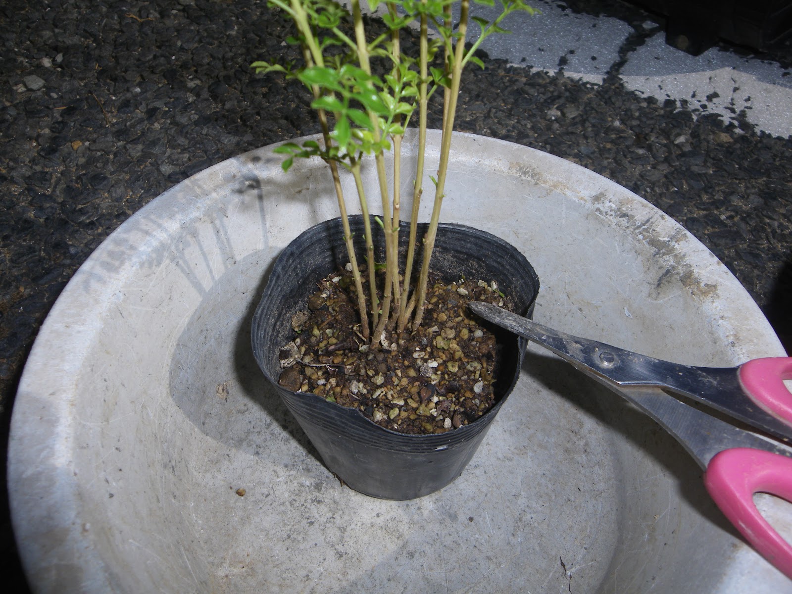 シマトネリコの鉢植えの育て方 植え付け編 肥料と剪定 メダカの大工