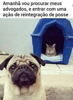 Características da raça canina Pug : o cão é de pequeno porte, possui olhos grandes redondos, escuros, brilhantes, e de expressão doce. O corpo é robusto, enxuto, apresentando uma estrutura compacta e musculatura bem desenvolvida, sem ser magro nem pernalta. A cabeça do Pug é relativamente larga, maciça, redonda, sem sulco médio no crânio, de tamanho proporcional ao corpo. O focinho é curto, obtuso, quadrado, tem rugas profundas e grandes na testa, mas sem exagero, apresenta trufa preta com narinas razoavelmente grandes e bem abertas. As orelhas do pug são finas e pequenas, macias com textura de veludo, denominada: "orelha em botão", que é caída para frente de maneira a cobrir o orifício da orelha. A cauda do Pug é inserida alta, o mais enrolada possível sobre o dorso. A pelagem é lisa, fina, suave, curta e brilhante, nem áspera e nem lanosa. As cores são o preto, amarelo damasco (abricó), fulvo e prata. Cada uma claramente definida para fazer um completo contraste entre as cores, o traço (a linha preta que se estende desde o occipital até a cauda), e a máscara. A chamada máscara, as orelhas, os sinais nas bochechas, a marca do polegar ou diamante na testa e o traço são o mais preto possível. O Pug é um cachorro de temperamento calmo, dócil, que não late à toa, e adora ficar no colo.  Descrição: Foto. No canto inferior esquerdo, cara de um cãozinho da raça Pug de pelagem amarelo damasco. O cãozinho olha fixo para o fotógrafo(a). À direita, ao fundo, próximo a uma parede clara, uma casinha de cachorro, azul, dentro, um gato cinza e branco, olhos sonolentos, deitado sobre um colchãozinho branco e fofo. No topo lê-se: Amanhã vou procurar meus advogados, e entrar com uma ação de reintegração de posse.