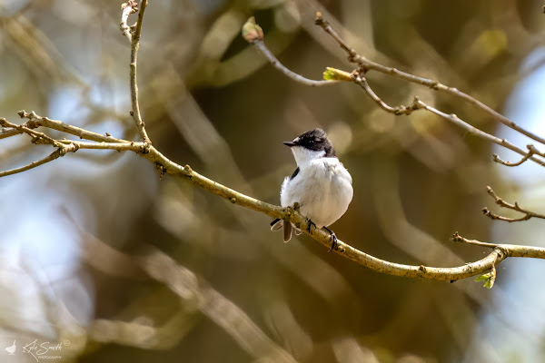 Pied flycatcher