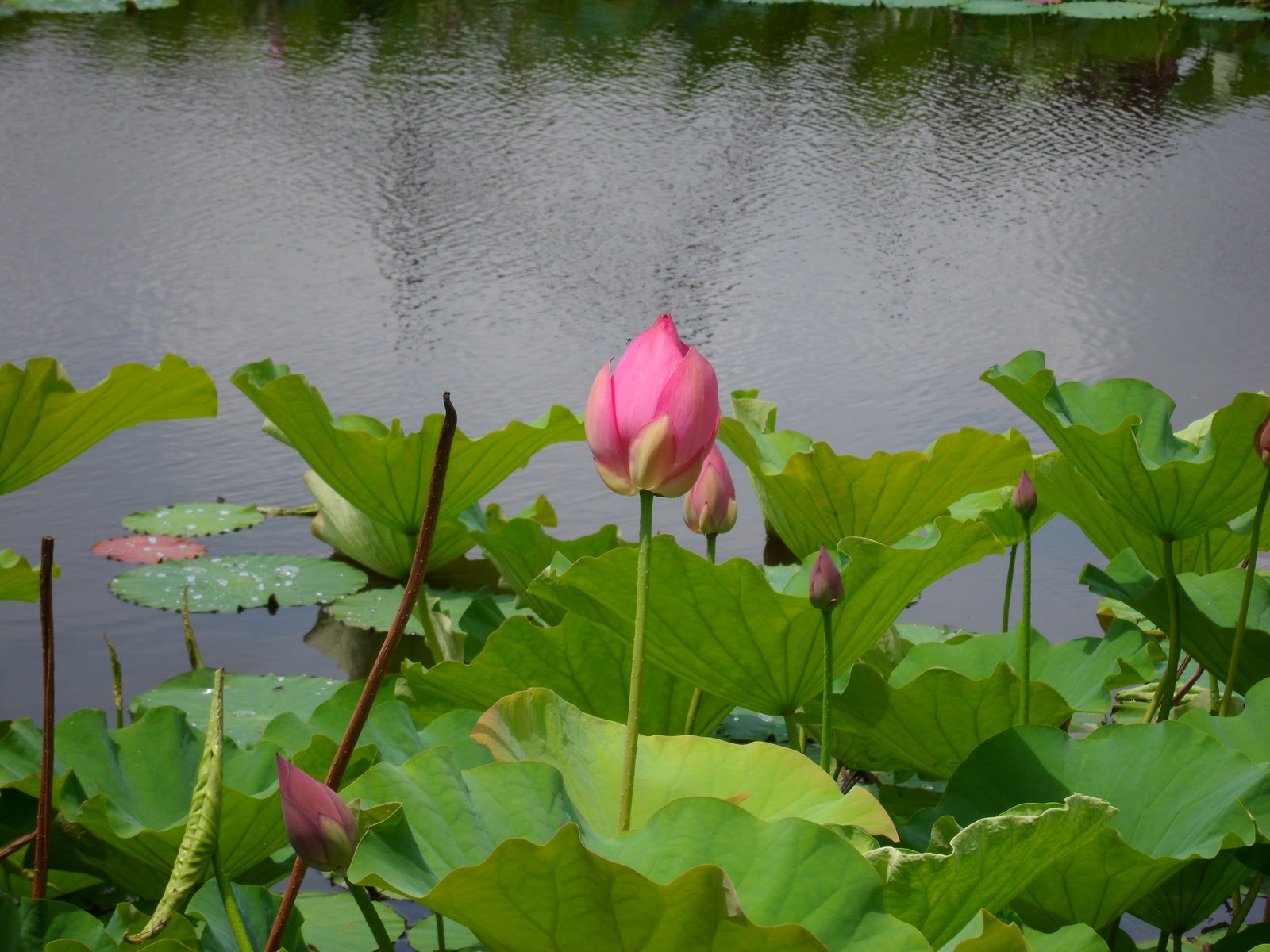 Lotus Flower growing locally