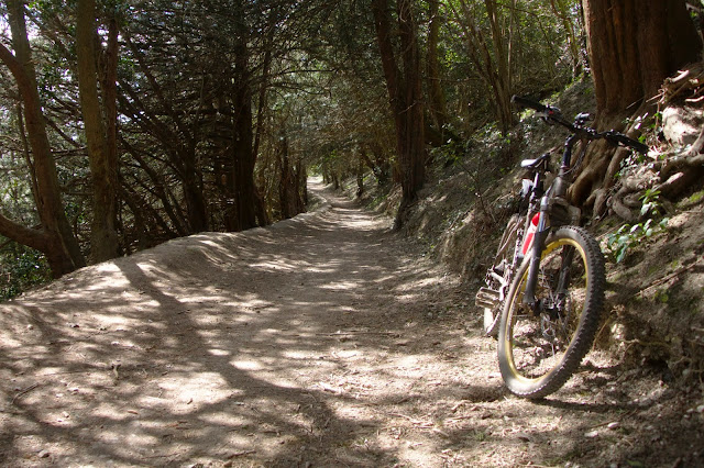 Tree lined climb