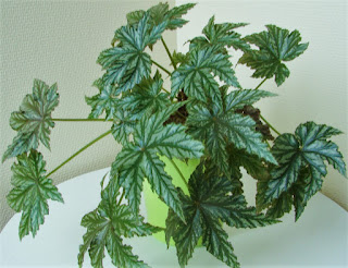 begonia