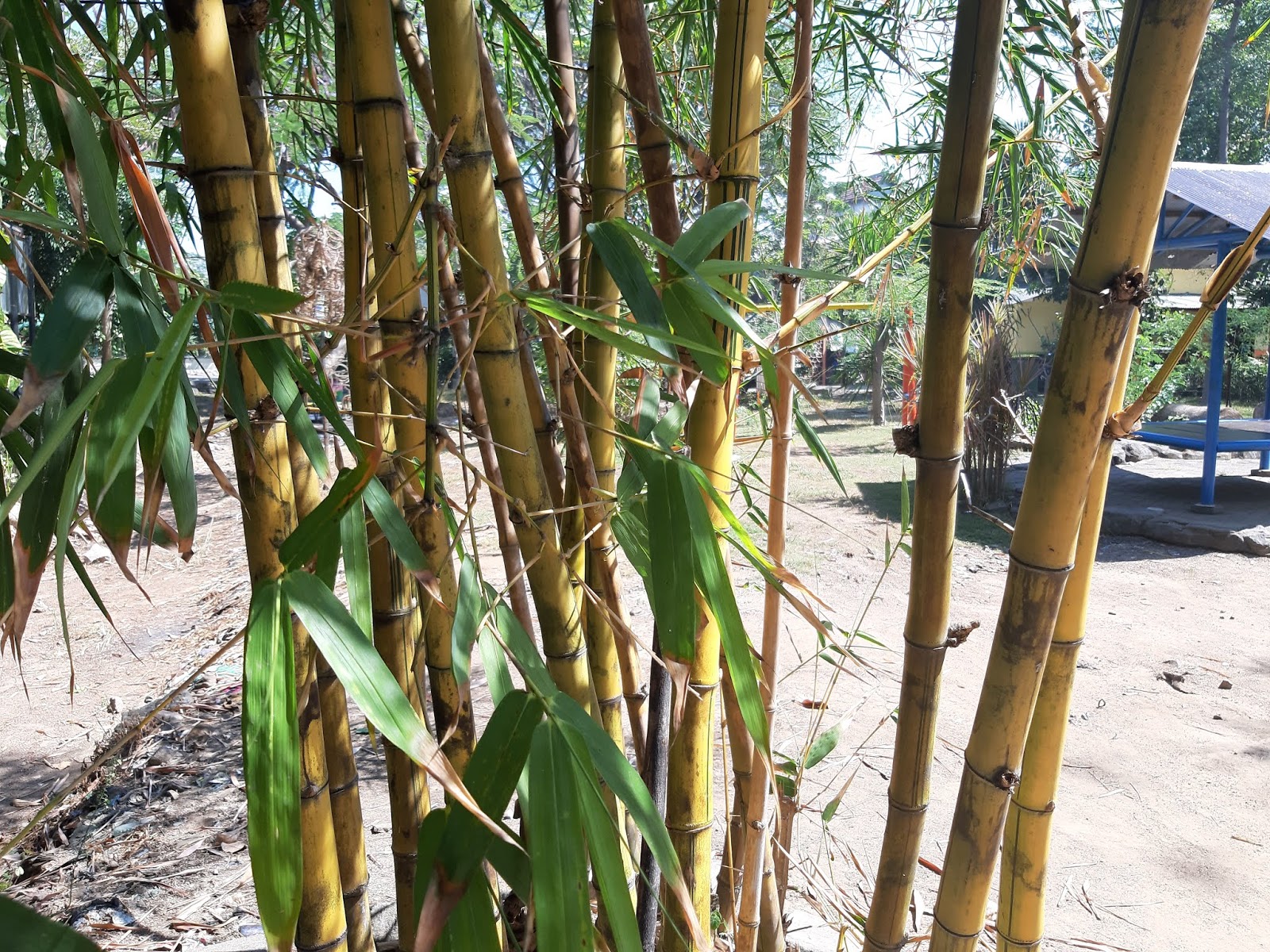 Indahnya Pohon Bambu Kuning yang Khas di Pekarangan Rumah 