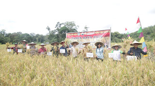 Ketua HKTI dan Pj Bupati Landak Panen Raya Padi Dusun Serimbu, Produksi Capai 6 Ton Setahun