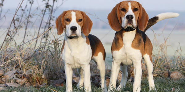Beagle Dog Breeds : Characteristics, Training, Diet, Health