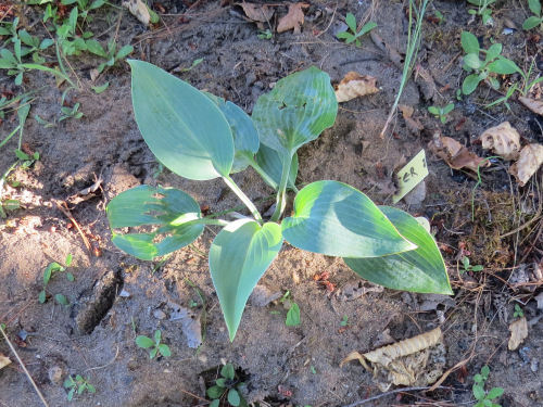 small blue hosta