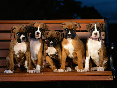 Boxer Puppies Cute Video Pics