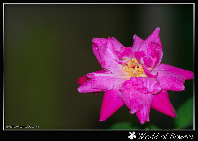 pink rose flower picture