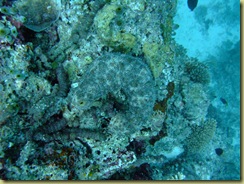 Sea Cucumber 3