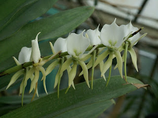 Angrec couleur d'ivoire - Angraecum eburneum - Petite comète