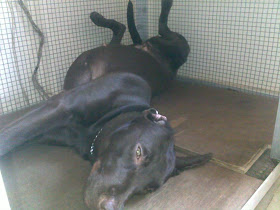 Twisty Coco... yoga doggy?