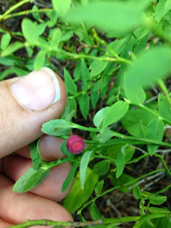 Vaccinium scoparium