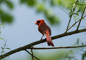 Northern Cardinal - Oak Openings Preserve, Ohio, USA