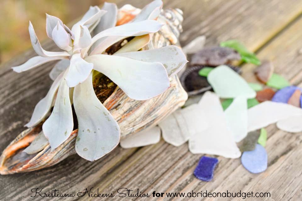 Succulets in shells are the perfect wedding centerpieces and favors. Find out how to DIY them at www.abrideonabudget.com.