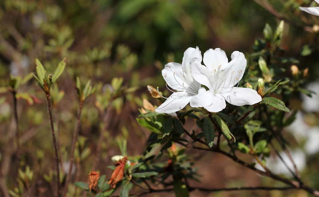 Azalea Flowers Pictures