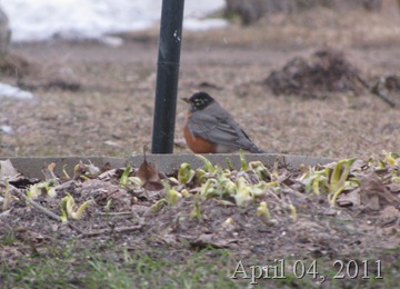 First Robin April 4 7PM