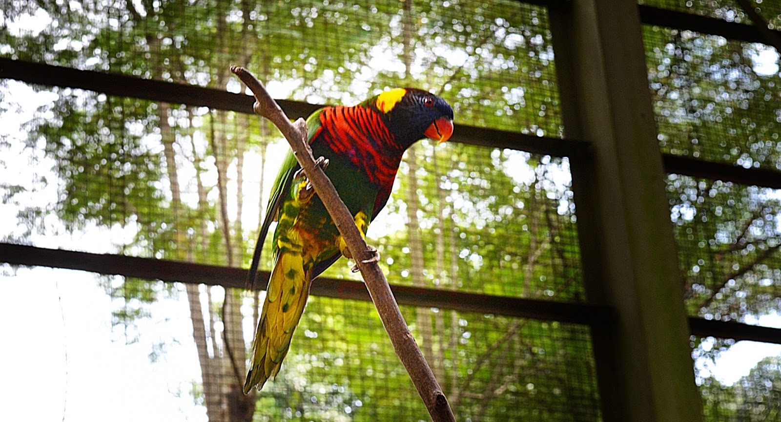 Taman Burung Kuala Lumpur Bird Park Kuala Lumpur 
