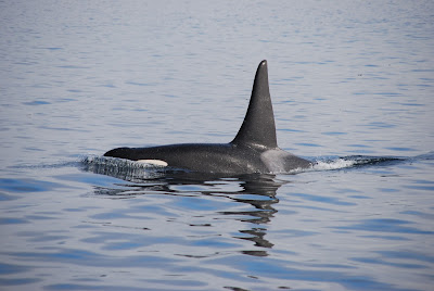 blue killer whale images