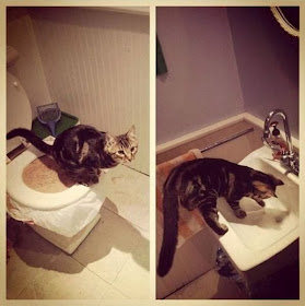 Funny cats - part 91 (40 pics + 10 gifs), cat takes a dump on toilet